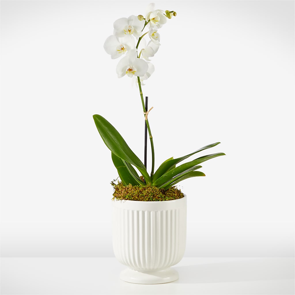 Whispering White Orchid – Mc Gardens, Las Vegas NV