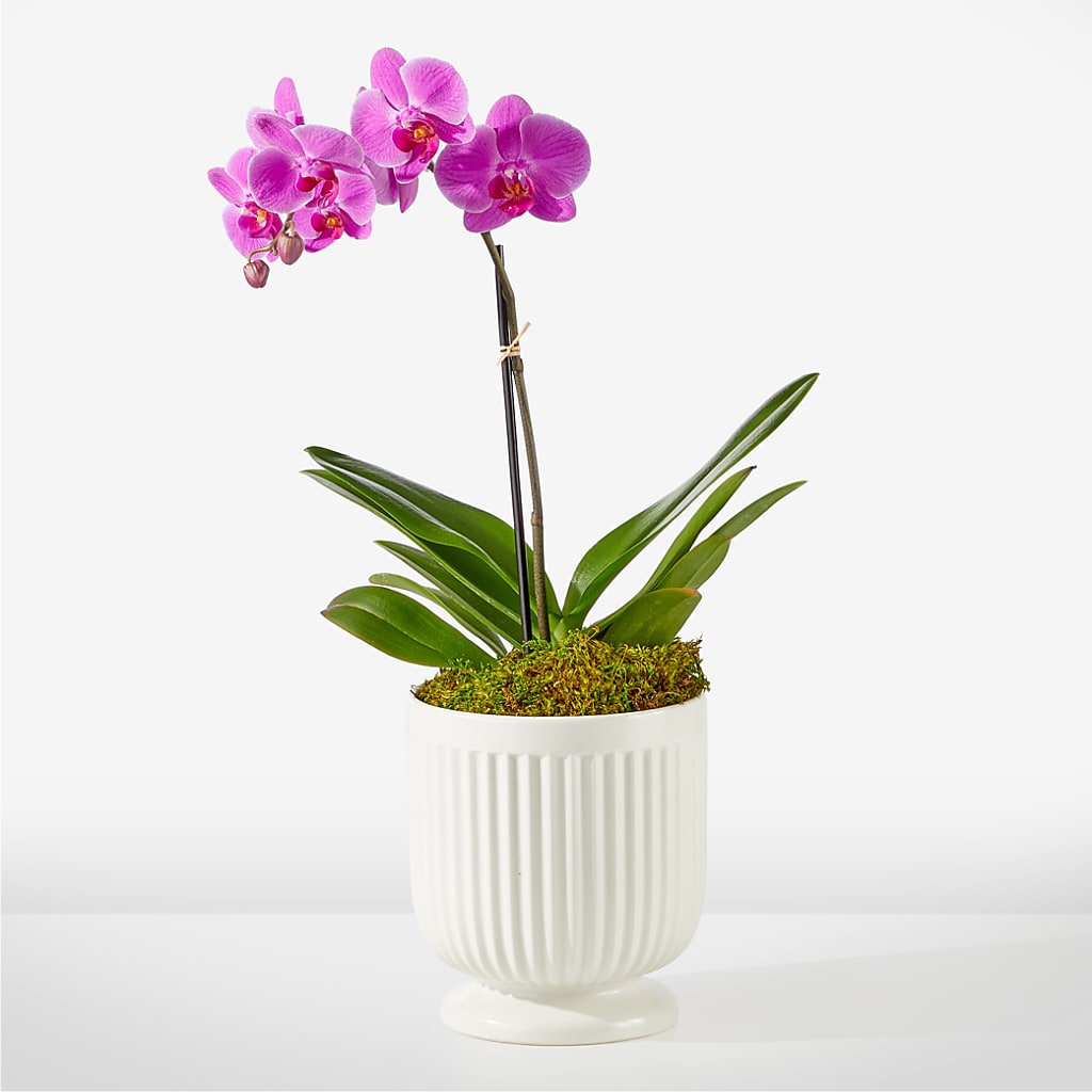 Friendly Fuchsia Orchid – Mc Gardens, Las Vegas NV