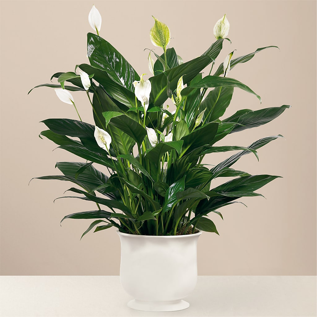 Comfort Planter – Mc Gardens, Las Vegas NV