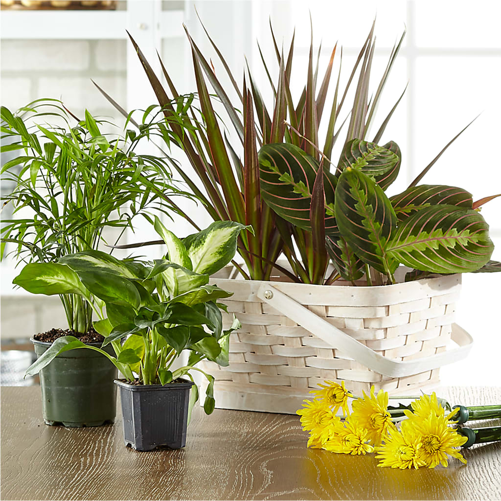 Florist Designed Blooming and Green Plants in a Basket –  Mc Gardens, Las Vegas NV