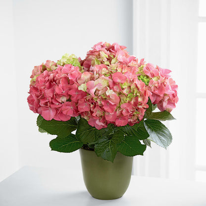 Pink Hydrangea Planter –  Mc Gardens, Las Vegas NV