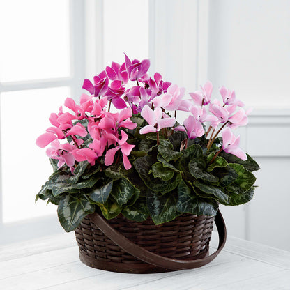 Mixed Cyclamen Planter –  Mc Gardens, Las Vegas NV