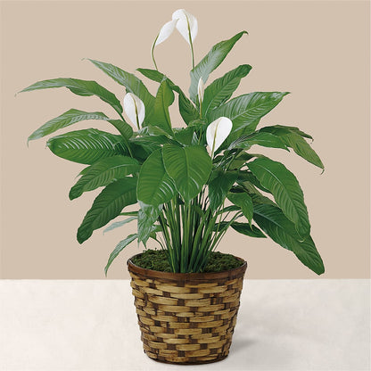 Tranquil Moments Peace Lily Plant –  Mc Gardens, Las Vegas NV
