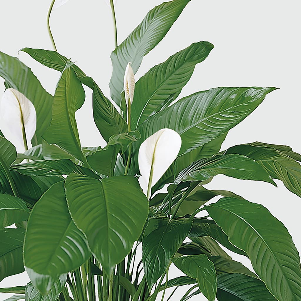 Tranquil Moments Peace Lily Plant –  Mc Gardens, Las Vegas NV