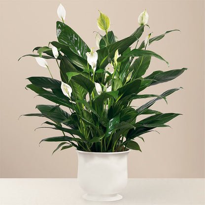 Comfort Planter –  Mc Gardens, Las Vegas NV