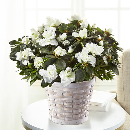 White Azalea Plant –  Mc Gardens, Las Vegas NV