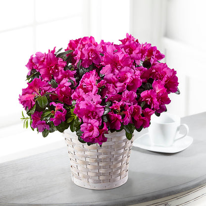 Hope & Serenity Azalea Plant –  Mc Gardens, Las Vegas NV